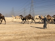 #10: Camels on the way to the Confluence
