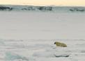 #8: Polar bear, about 500m west of the confluence