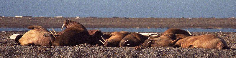 Walruses chilling out in Moffen, a few miles away from the confluence