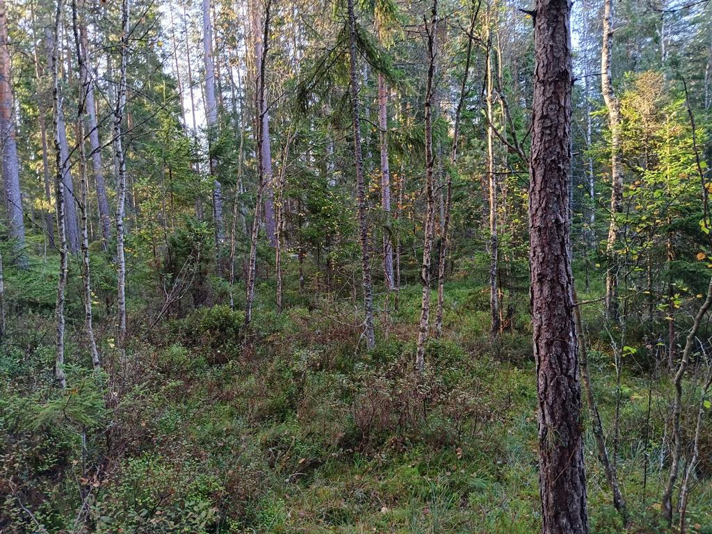S&uuml;den; view south