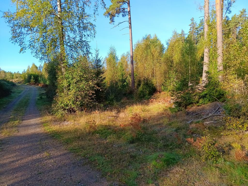 track towards CP; in middle at lone pine (not left)