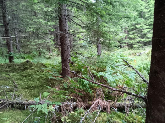 #1: Norden; view north