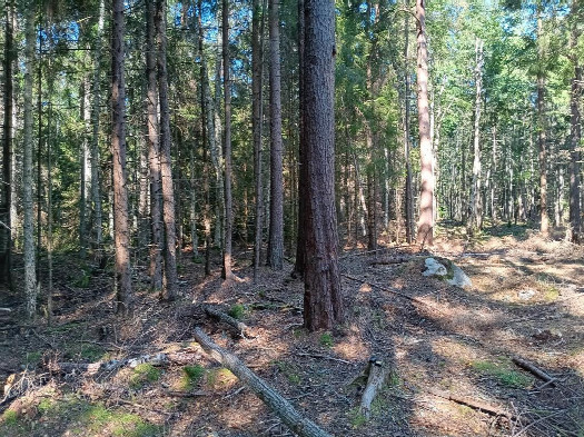 #1: Norden; view north