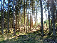 #10: in forest towards CP