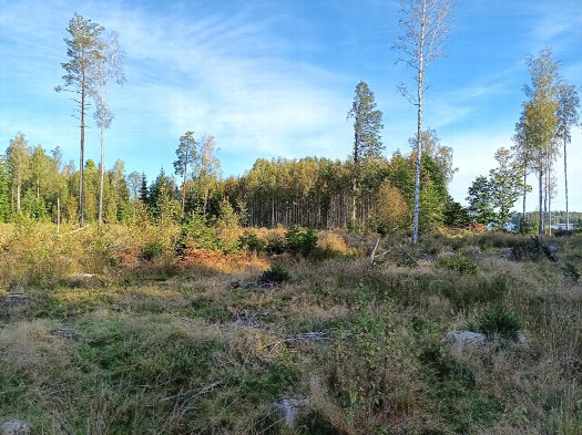 #1: Norden; view north