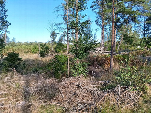 #1: Norden; view north