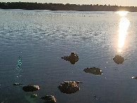 #12: otter at Nyn&auml;shamn