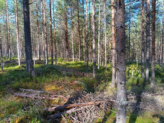 #1: Norden; view north