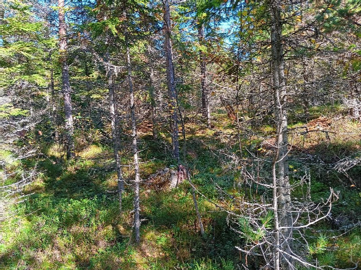 #1: Norden; view north