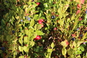 #10: Bilberry and Cowberry