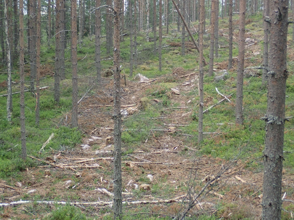 Wood Havester Area / Waldrodungsgebiet