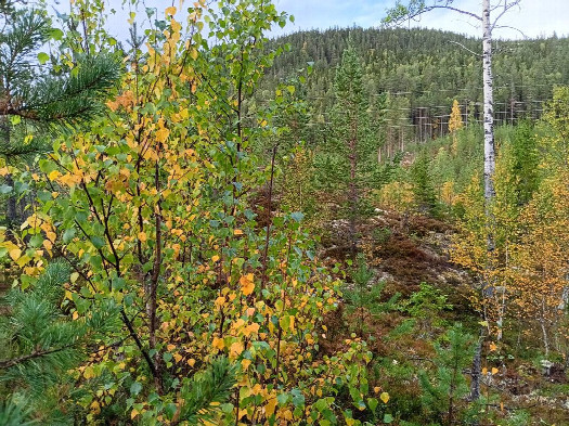 #1: Norden; view north