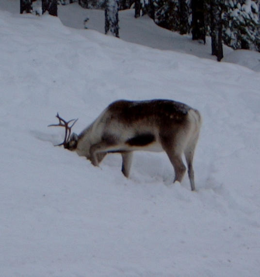 Grazing reindeer near Lycksele