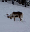#7: Grazing reindeer near Lycksele