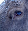#5: Eye of a tame moose at a nearby moose farm.