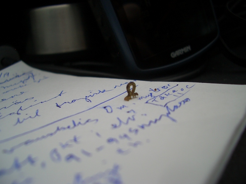 Caterpillar reading my notes