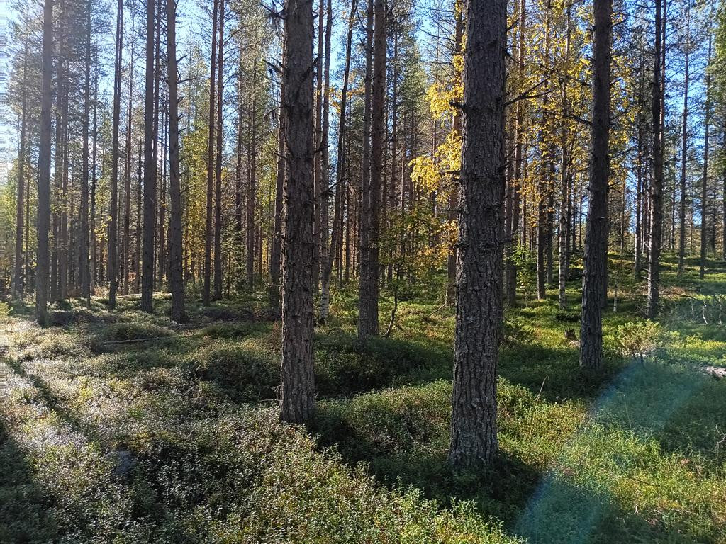 S&uuml;den; view south