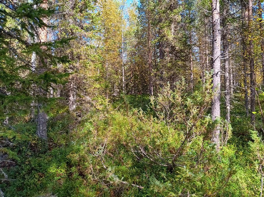 #1: Norden; view north