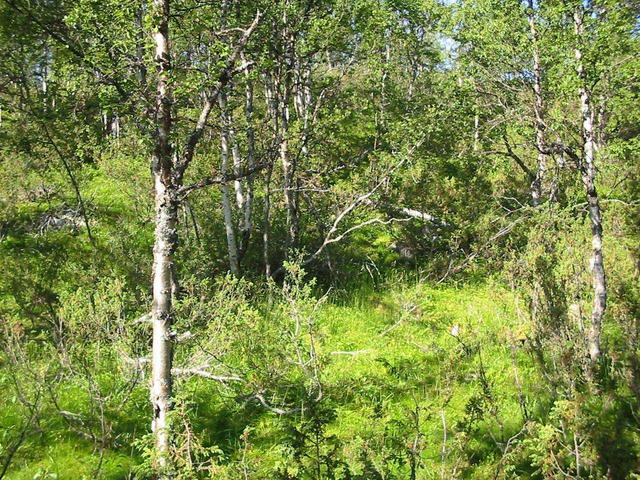 Overview from 18 m east. Confluence is just beyond the right edge of the fallen birch trunk.
