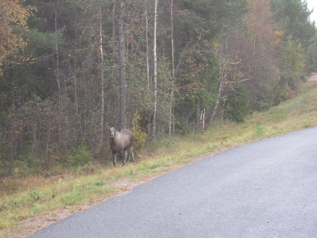 Elk beside road