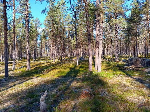 #1: Norden; view north