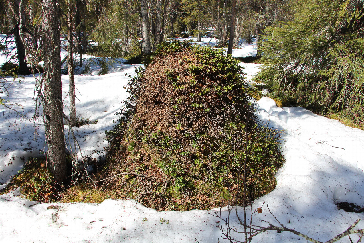 active anthill in the snow captivity 