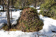 #7: active anthill in the snow captivity 