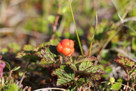 #6: Cloudberry [Rubus chamaemorus]