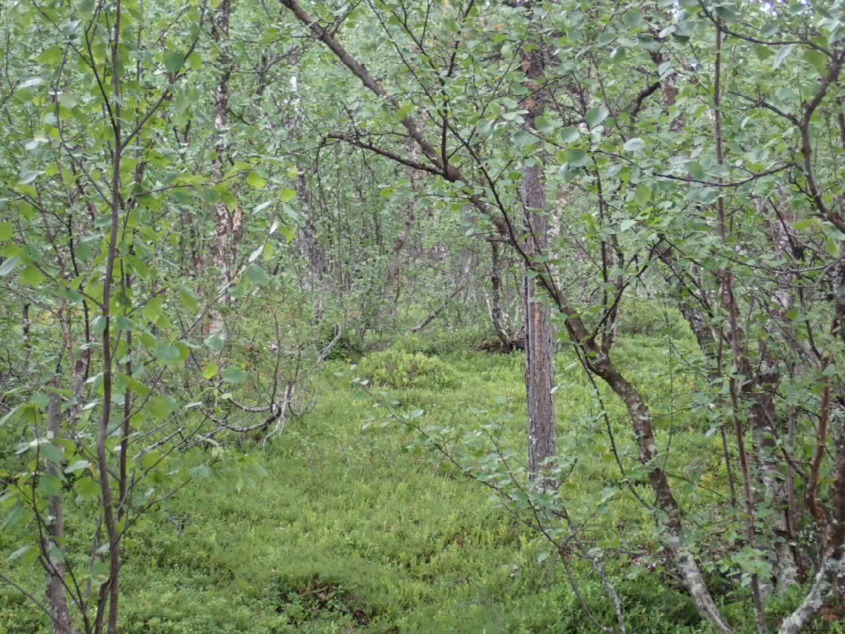 Way return again / Weg wieder zurück