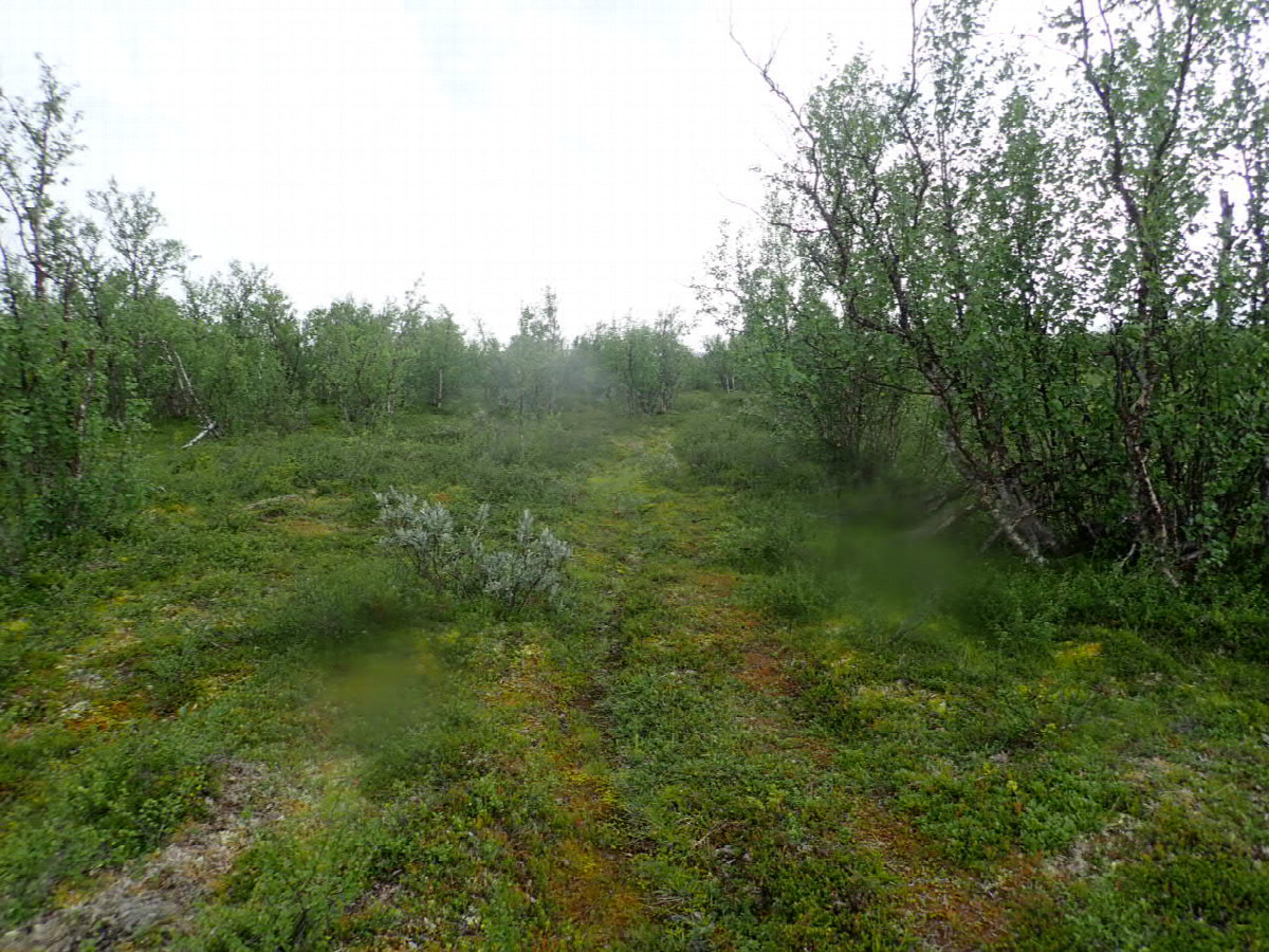 Way to the Rautas River / Weg zum Rautas Fluß