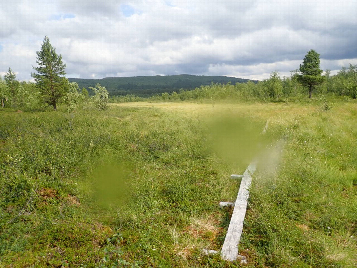 Way over Swampy Area / Weg über Sumpfgebiet
