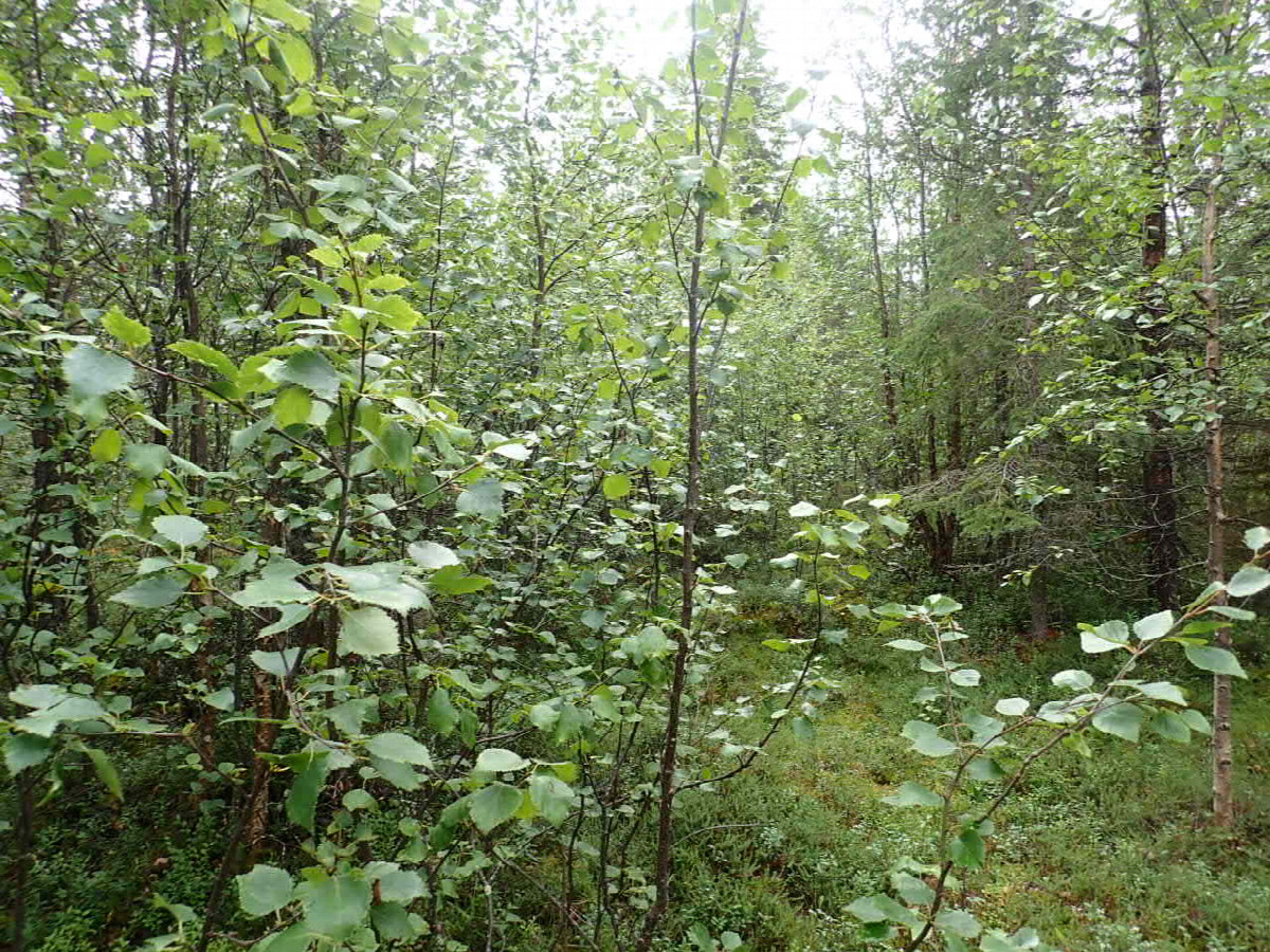 East view / Östliche Sicht