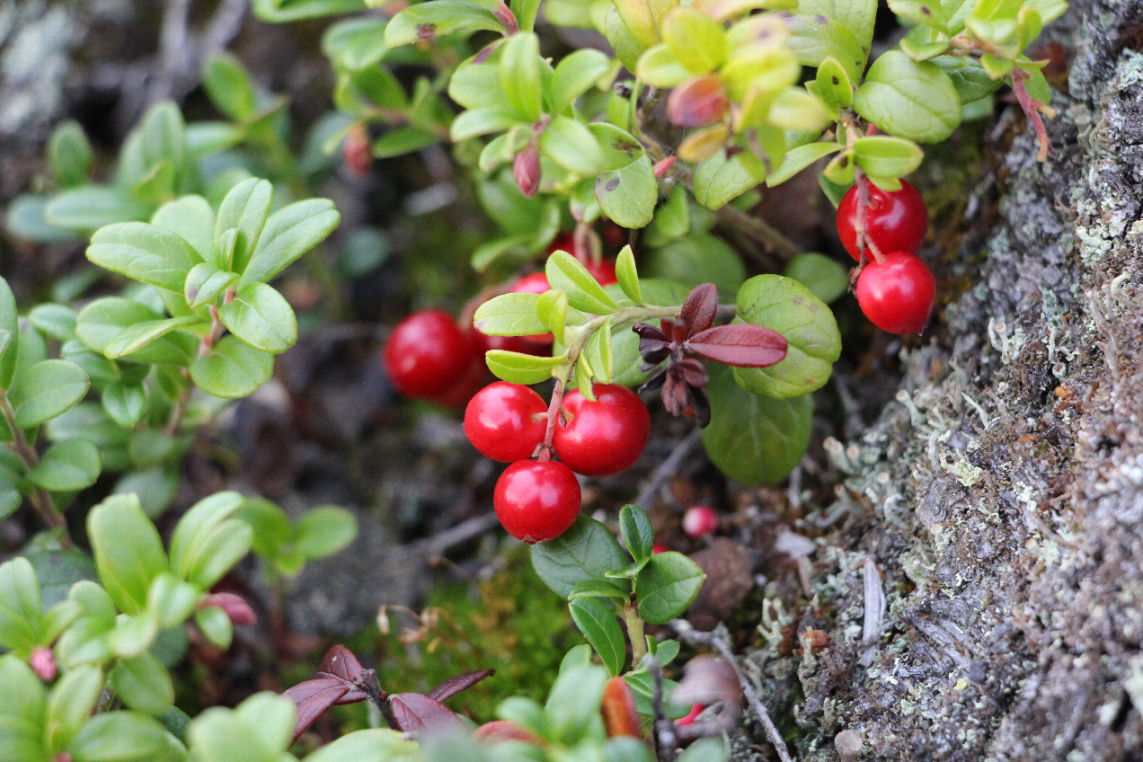 Lingonberry / SWE: Lingon /  Vaccinium vitis-idaea