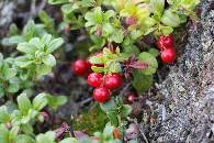 #7: Lingonberry / SWE: Lingon /  Vaccinium vitis-idaea