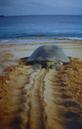 #9: A sea turtle heading back towards the sea after laying