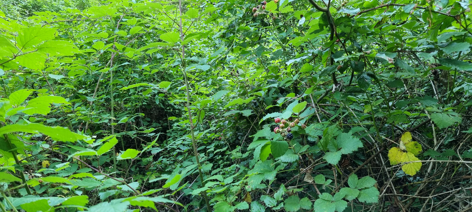 View North - confluence is somewhere behind the yellow leaf