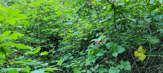 #1: View North - confluence is somewhere behind the yellow leaf