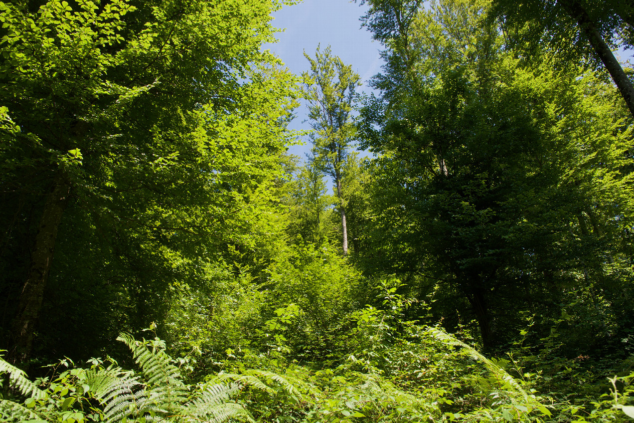 The confluence point lies on a forested slope, covered with bracken fern and blackberry vines.  (This is also a view to the East.)