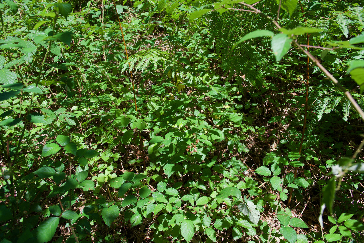 Ground cover at the confluence point