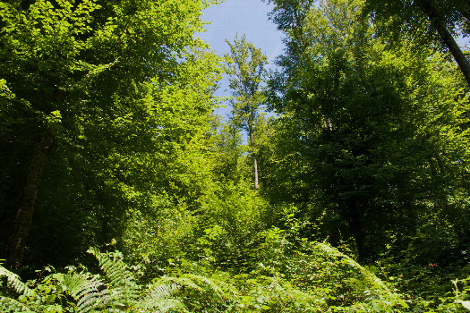 #1: The confluence point lies on a forested slope, covered with bracken fern and blackberry vines.  (This is also a view to the East.)