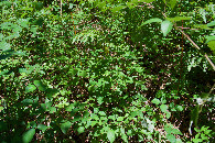 #5: Ground cover at the confluence point