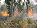 #15: Annual grass fires sweep though the Park; fire is a common element in the ecology of these open woodlands