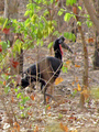#8: Abyssinian ground hornbills pair up for life; they are among the largest birds of southern Senegal