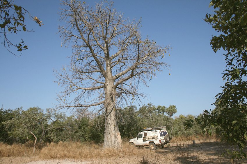 Myth Baobab - escutcheon of Senegal