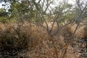 #2: Bush and black coal spot from bushfire to the East