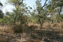 #3: Bush and black coal spot from bushfire to the South