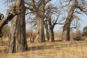 #9: A grove of centuries-old baobabs near the Confluence