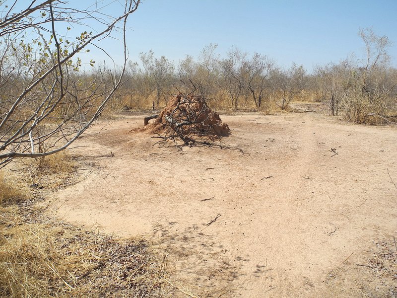 Typical termite and surrounding bare area, one of thousands like it