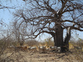 #14: Occasional baobab trees provided the only shade around