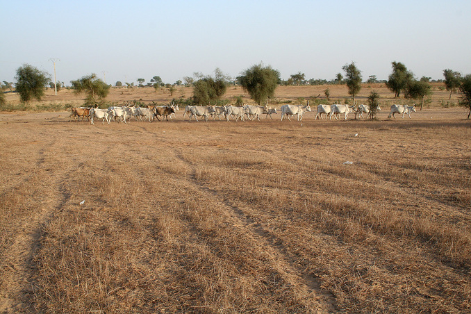 Cattle at the Confluence, which is located at the edge of the pastoral region